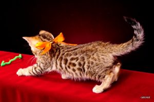 ベンガルの子猫2016年6月10日生まれ　246番オレンジちゃん