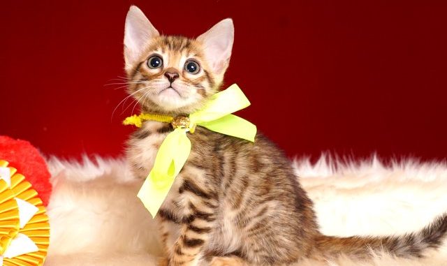 1-DSC03591 ベンガルの子猫 2018/11/7生まれ 598番イエロー君2