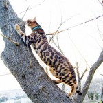 猫の木登り