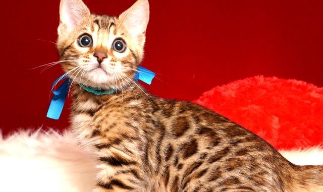 ベンガルの子猫 2018/11/2生まれ 595番ブルー君1