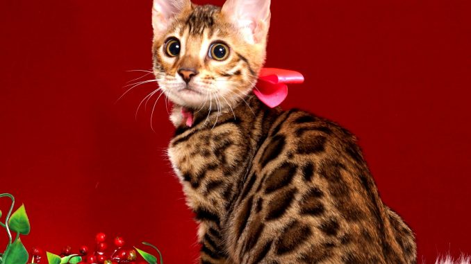 ベンガルの子猫1-DSC03818 ベンガルの子猫写真 2018/10/8生まれ 573番ピンクちゃん12