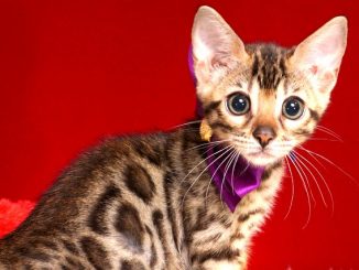 ベンガルの子猫 2018/10/14生まれ 577番パープルちゃん2