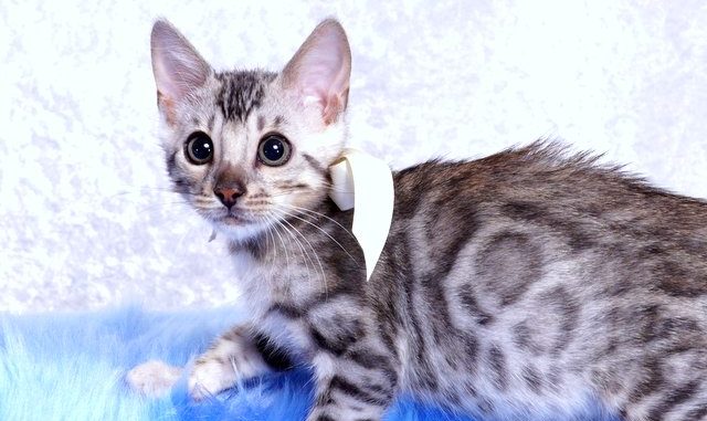 ベンガルの子猫 2018/10/14生まれ 576番ホワイトちゃん1-DSC03916 ベンガルの子猫 2018/10/14生まれ 576番ホワイトちゃん2