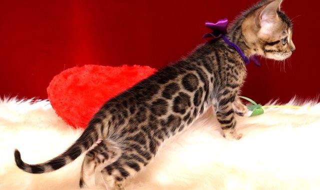 ベンガルの子猫 2018/11/18生まれ 599番パープルちゃん メス7
