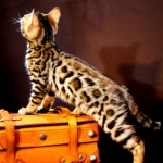 ベンガル猫の撮影について