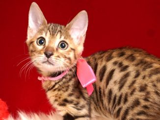 ベンガルの子猫 2018/11/20生まれ 603番ピンクちゃん メス22