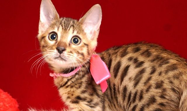 1-DSC04264ベンガルの子猫 2018/11/20生まれ 603番ピンクちゃん メス ベンガルの子猫 2018/11/20生まれ 603番ピンクちゃん メス22