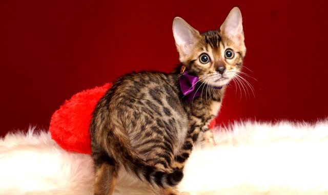 1-DSC04309ベンガルの子猫 2018/11/20生まれ 602番パープルちゃん メス ベンガルの子猫 2018/11/20生まれ 602番パープルちゃん メス2