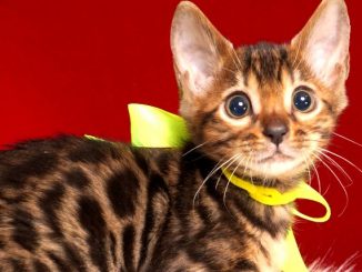 ベンガルの子猫 2018/11/20生まれ 601番イエローちゃん メス3
