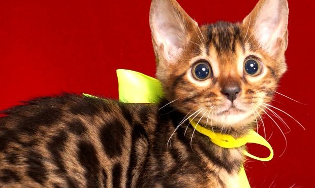 ベンガルの子猫 2018/11/20生まれ 601番イエローちゃん メス3