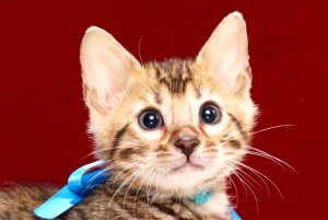 ベンガルの子猫2017年11月19日生まれ440番あおくん
