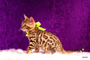 ベンガルの子猫 2016年6月24日生まれ　250番イエローちゃん