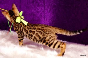 ベンガルの子猫 2016年6月24日生まれ　250番イエローちゃん