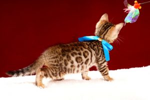 ベンガルの子猫2017年11月19日生まれ440番あおくん