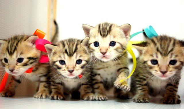 ベンガルの子猫