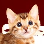 ベンガルの子猫2017年11月19日生まれ　436番しろちゃん