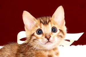 ベンガルの子猫2017年11月19日生まれ　436番しろちゃん