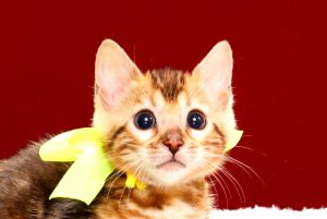 ベンガルの子猫2017年11月19日生まれ　438番きいろちゃん