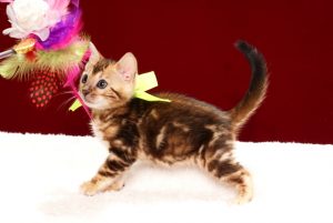 ベンガルの子猫2017年11月19日生まれ　438番きいろちゃん