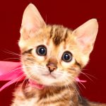 ベンガルの子猫2017年11月19日生まれ　437番ももちゃん