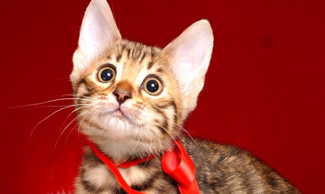 ベンガルの子猫 2018/12/3生まれ 613番レッドちゃん メス3