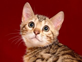 ベンガルの子猫 2018/11/24生まれ 621番ピンクちゃん メス5