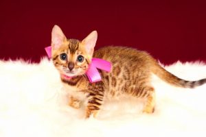 ベンガルの子猫 2017年3月3日生まれ　328番ピンクちゃん