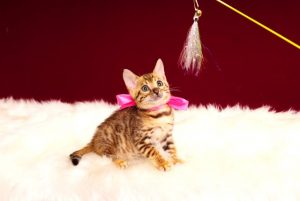 ベンガルの子猫 2017年3月3日生まれ　328番ピンクちゃん