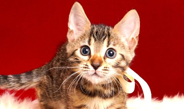 ベンガルの子猫 2018/12/22生まれ 623番ホワイトちゃん メス1