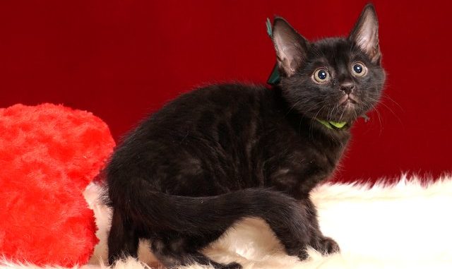 ベンガルの子猫 2018/12/22生まれ 627番グリーン君 オス3