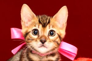 ベンガルの子猫　2017年11月29日生まれ　442番ピンクちゃん