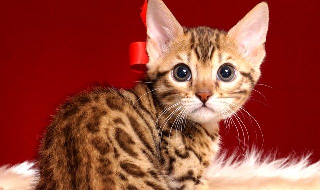 ベンガルの子猫 2018/12/22生まれ 630番レッドちゃん メス1