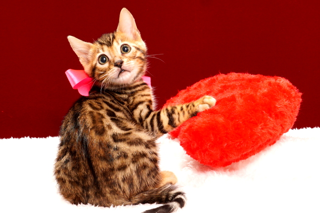 ベンガルの子猫　2017年11月29日生まれ　442番ピンクちゃん