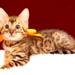 ベンガルの子猫2017年12月7日生まれ　447番オレンジちゃん