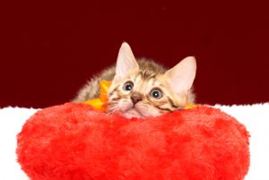 ベンガルの子猫2017年12月7日生まれ　447番オレンジ君