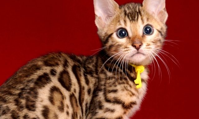 ベンガルの子猫 2019/1/1生まれ 638番イエロー君 オス1-DSC05378 ベンガルの子猫 2019/1/1生まれ 638番イエロー君 オス1