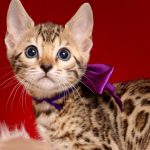 ベンガルの子猫 2019/1/1生まれ 637番パープルちゃん メス2