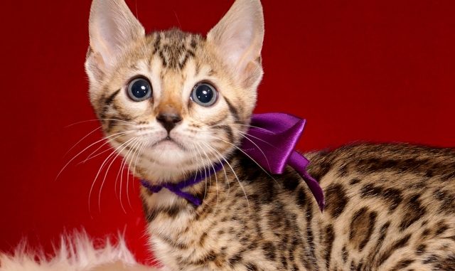 ベンガルの子猫 2019/1/1生まれ 637番パープルちゃん メス1-DSC05432 ベンガルの子猫 2019/1/1生まれ 637番パープルちゃん メス2