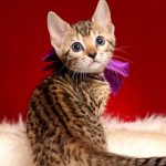 ベンガルの子猫 2019/1/1生まれ 637番パープルちゃん メス3