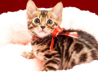 2017年12月21日生まれ 450番あかちゃん