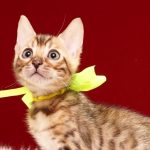 ベンガルの子猫 2017年3月3日生まれ　326番イエロー君