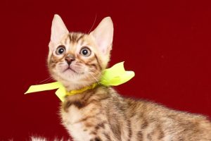 ベンガルの子猫 2017年3月3日生まれ　326番イエロー君