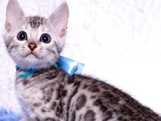 ベンガルの子猫 2019/1/1生まれ 636番アクア君 オス3