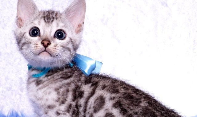 ベンガルの子猫 2019/1/1生まれ 636番アクア君 オス1-DSC05609 ベンガルの子猫 2019/1/1生まれ 636番アクア君 オス3