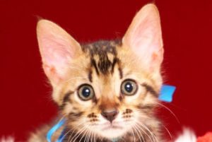 ベンガルの子猫 2017年3月3日生まれ　322番　ブルー君