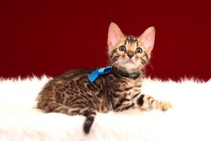 ベンガルの子猫 2017年3月3日生まれ　322番　ブルー君