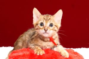 ベンガルの子猫2017年12月21日生まれ　454番レッド君