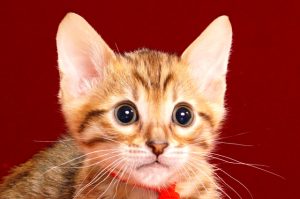 ベンガルの子猫2017年12月21日生まれ　454番レッド君