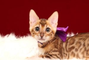 ベンガルの子猫2017年3月3日生まれ　327番パープル君