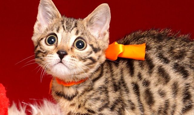 ベンガルの子猫 2019/1/10生まれ 639番オレンジちゃん メス2